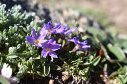 Image of alpine primrose