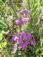 Imagem de Phlox pilosa subsp. pilosa