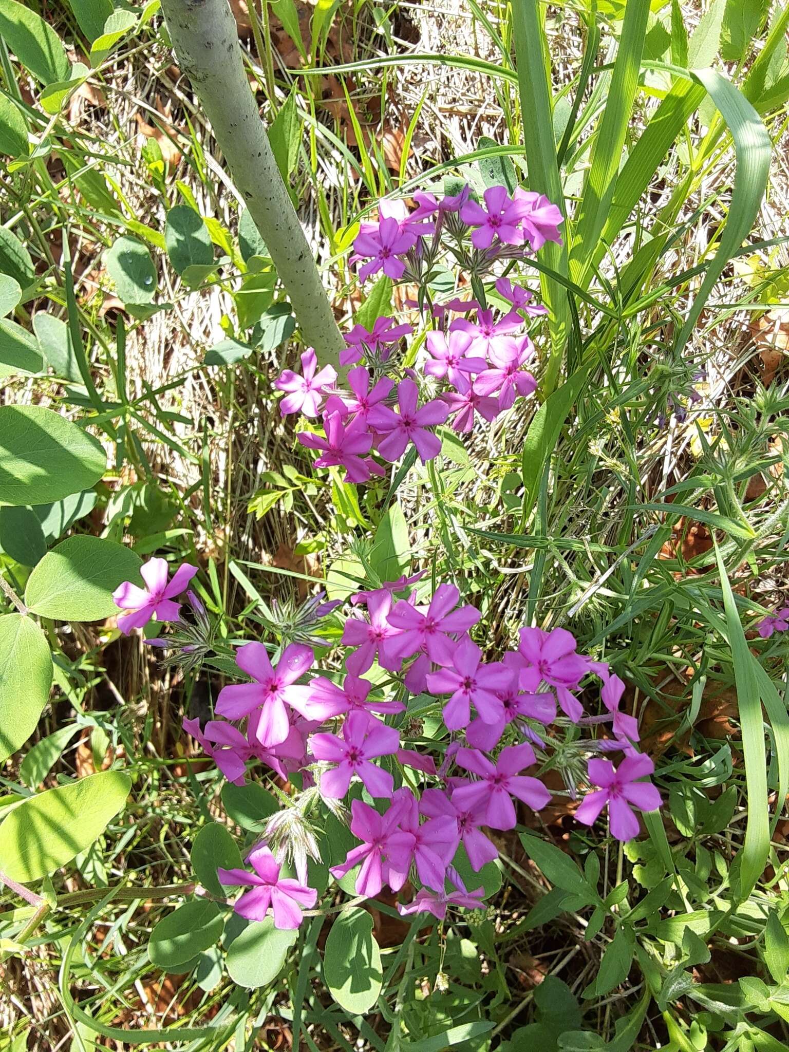 Sivun Phlox pilosa subsp. pilosa kuva