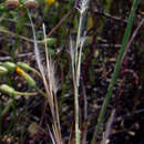 Plancia ëd Stipagrostis lanata (Forssk.) De Winter