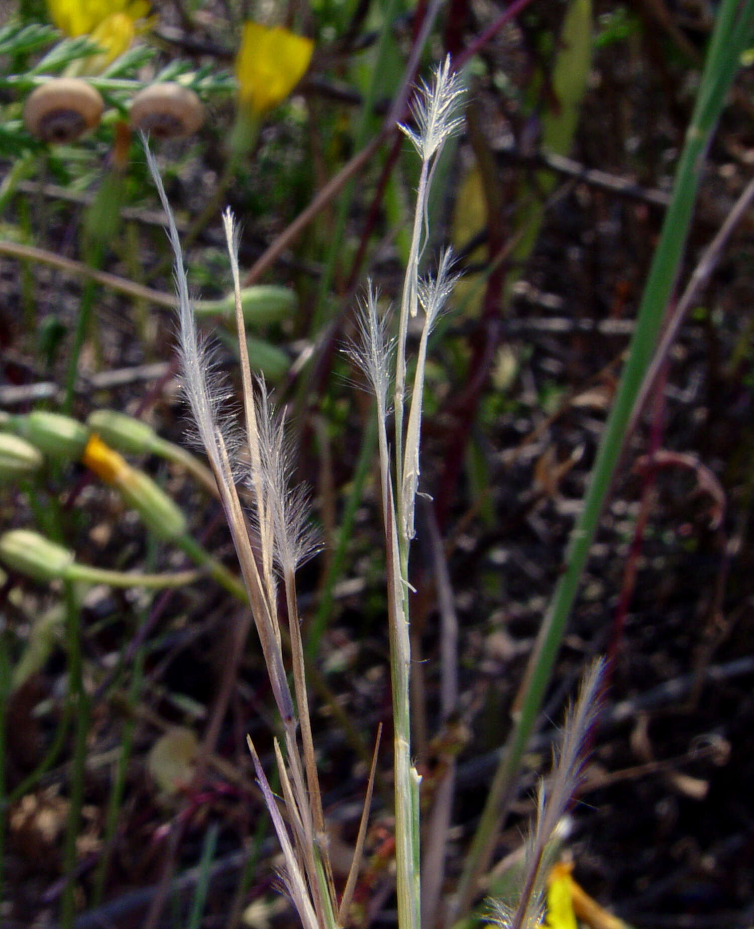 Image of Stipagrostis lanata (Forssk.) De Winter