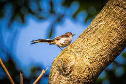 صورة Aegithalos caudatus kiusiuensis Kuroda & Nagamichi 1923