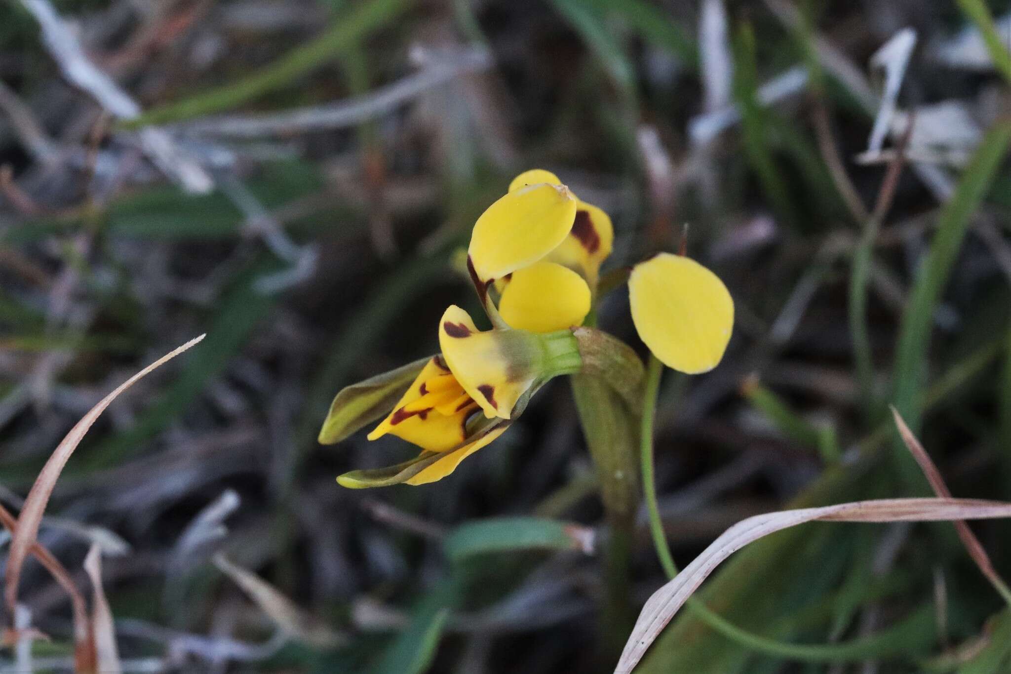 Image of Diuris curta D. L. Jones