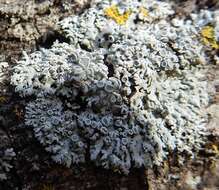 Image of rosette lichen