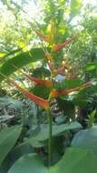 صورة Heliconia latispatha Benth.