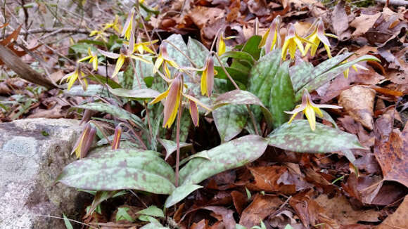 Image of dimpled troutlily