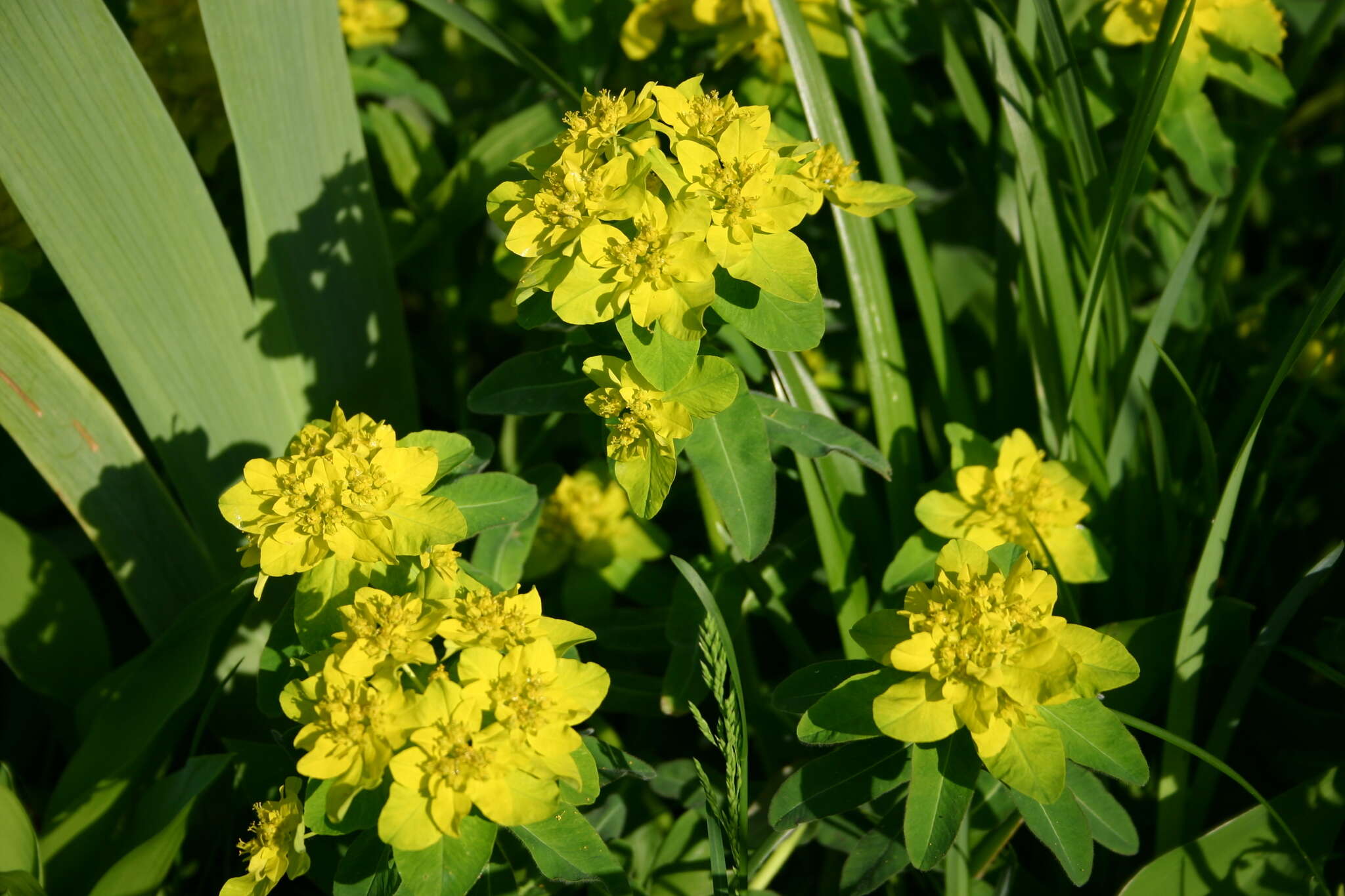 Euphorbia epithymoides L. resmi