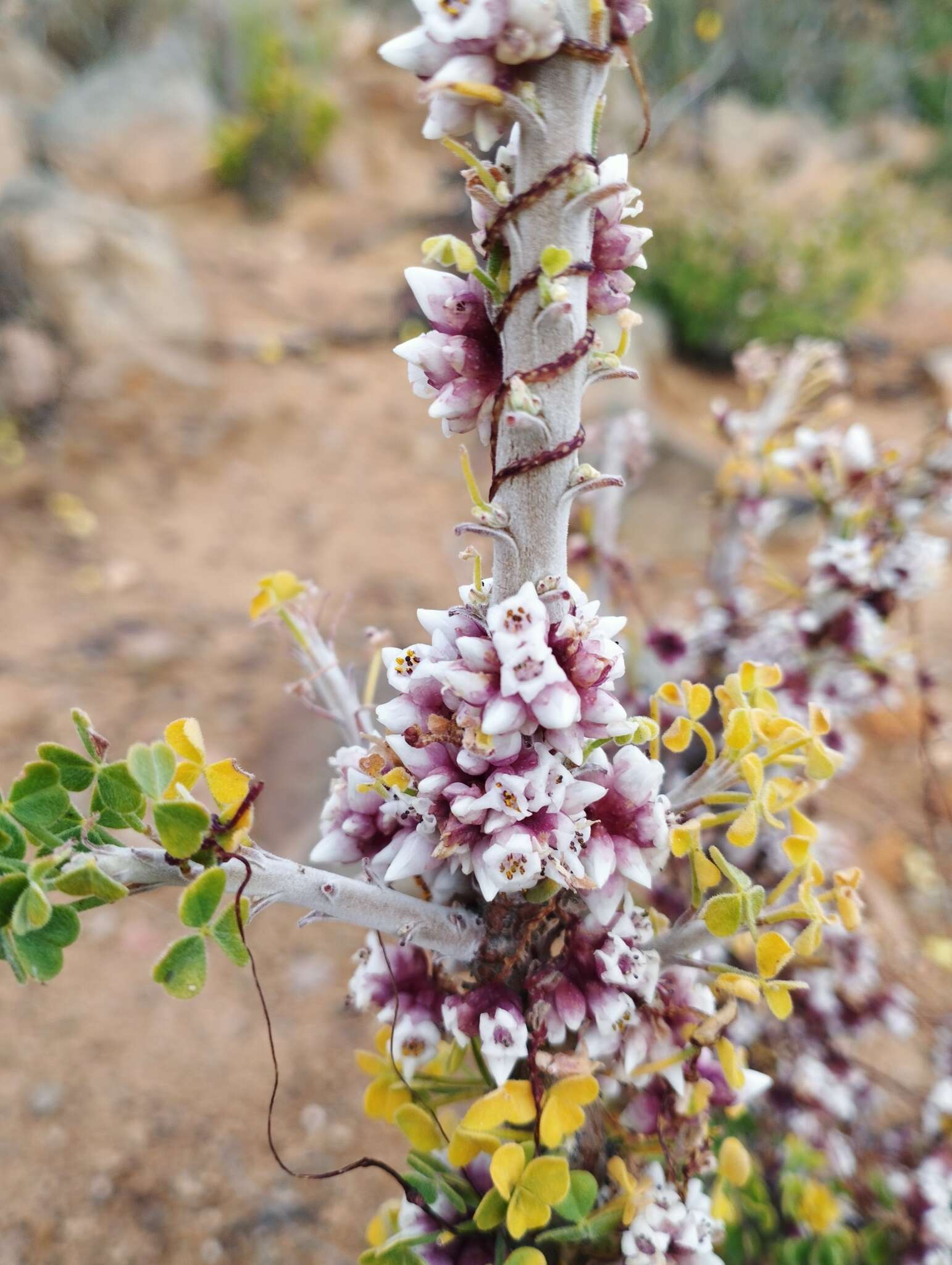 Image of Cuscuta purpurata Phil.