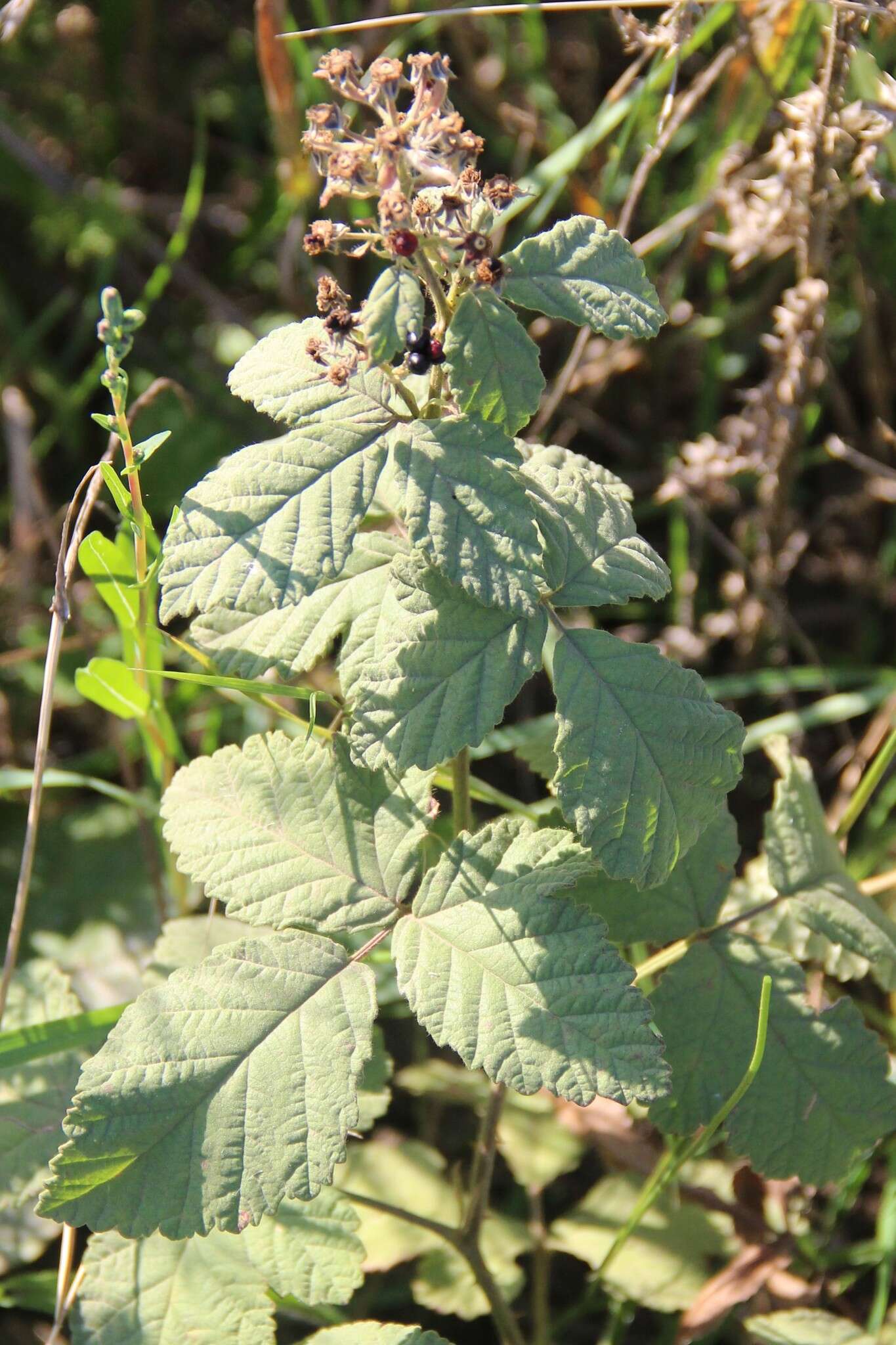 Image of Brambles