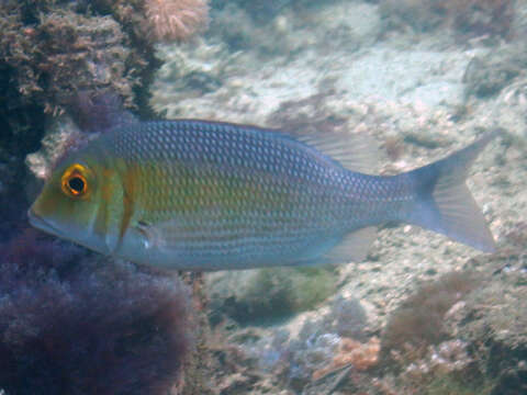 Sivun Lethrinus borbonicus Valenciennes 1830 kuva