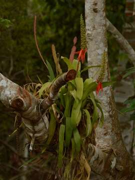 Image of Aechmea mertensii (G. Mey.) Schult. & Schult. fil.