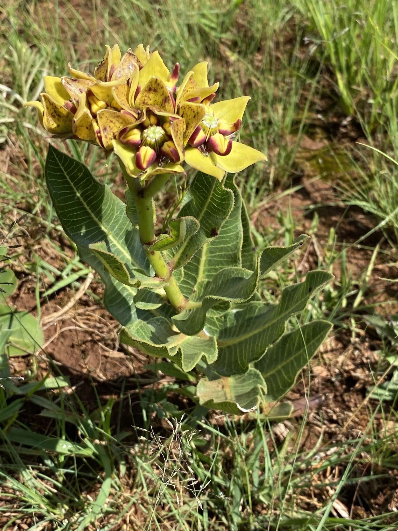 Image of Pachycarpus concolor subsp. transvaalensis (Schltr.) Goyder