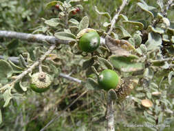 Image of Quercus microphylla Née