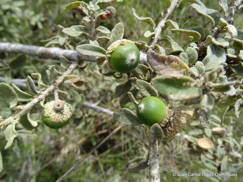 Image of Quercus microphylla Née