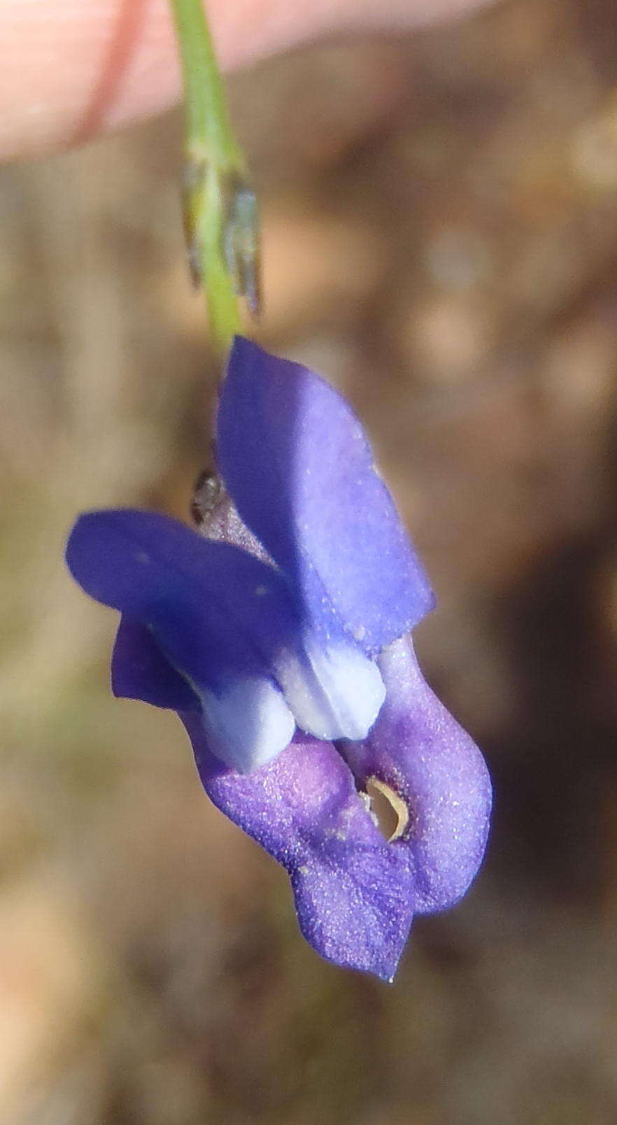 Image of Lobelia linearis Thunb.