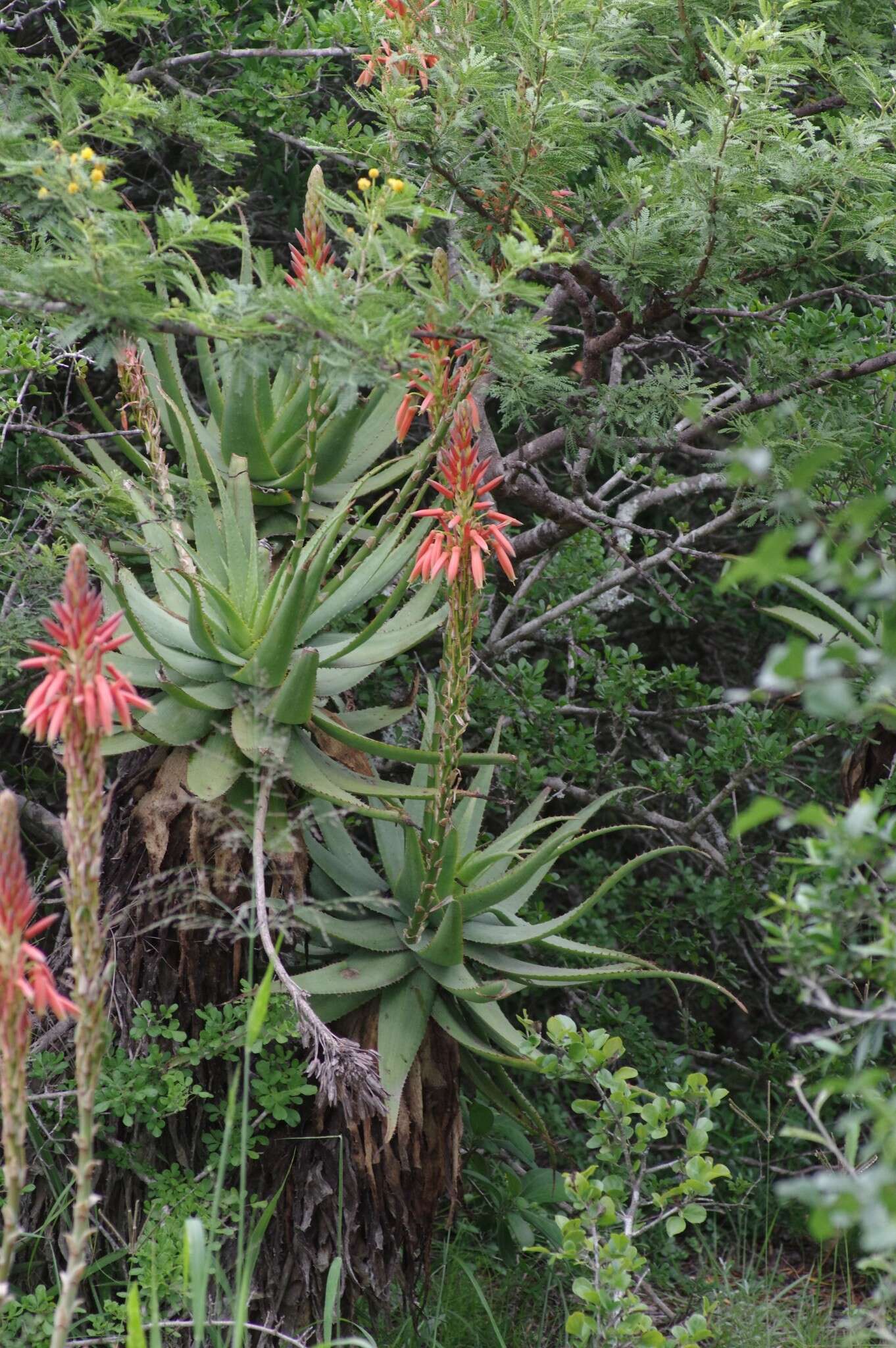 Image of Aloe lineata (Aiton) Haw.