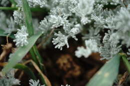 Image of Seriphidium fragrans (Willd.) Poljakov