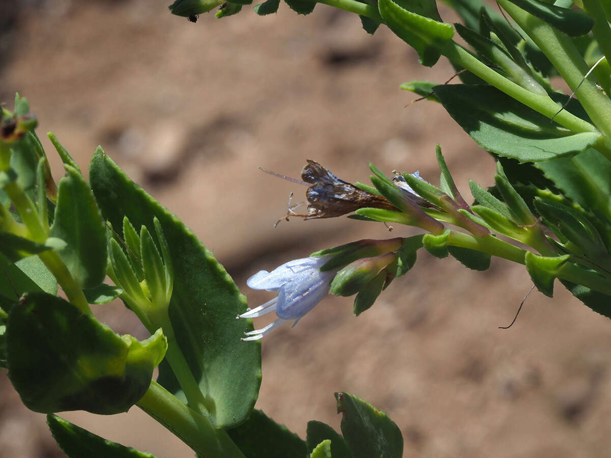 Lobostemon laevigatus (L.) Buek resmi