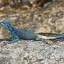Image of Anderson's Rock Agama