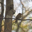 Image of Crescent-chested Puffbird (Lesser)