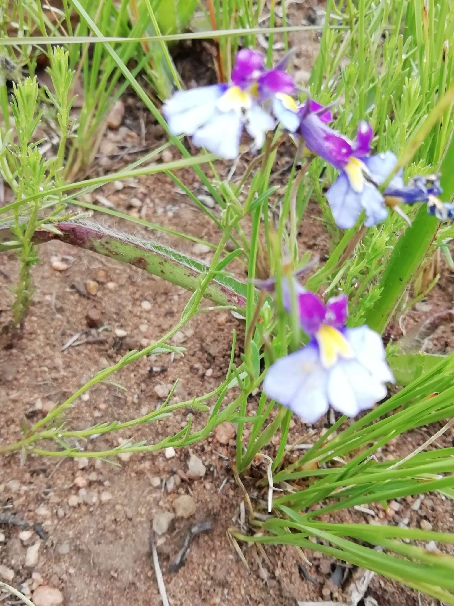 Image of Butterfly lobelia