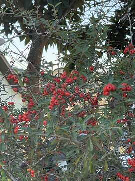 Image de Pyracantha Roem.