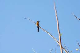 Image of White-fronted Bee-eater