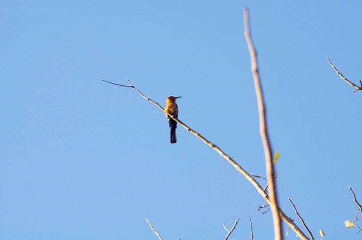 Image of White-fronted Bee-eater