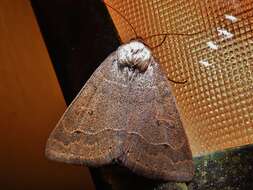 Image of Common Oak Moth