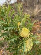 Imagem de Banksia armata (R. Br.) A. R. Mast & K. R. Thiele