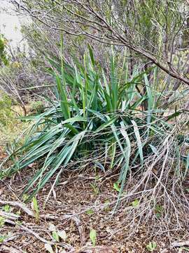 Image of Dianella porracea (R. J. F. Hend.) Horsfall & G. W. Carr