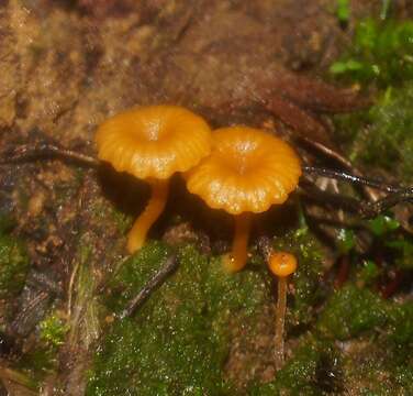 Image of Lichenomphalia chromacea (Cleland) Redhead, Lutzoni, Moncalvo & Vilgalys 2002