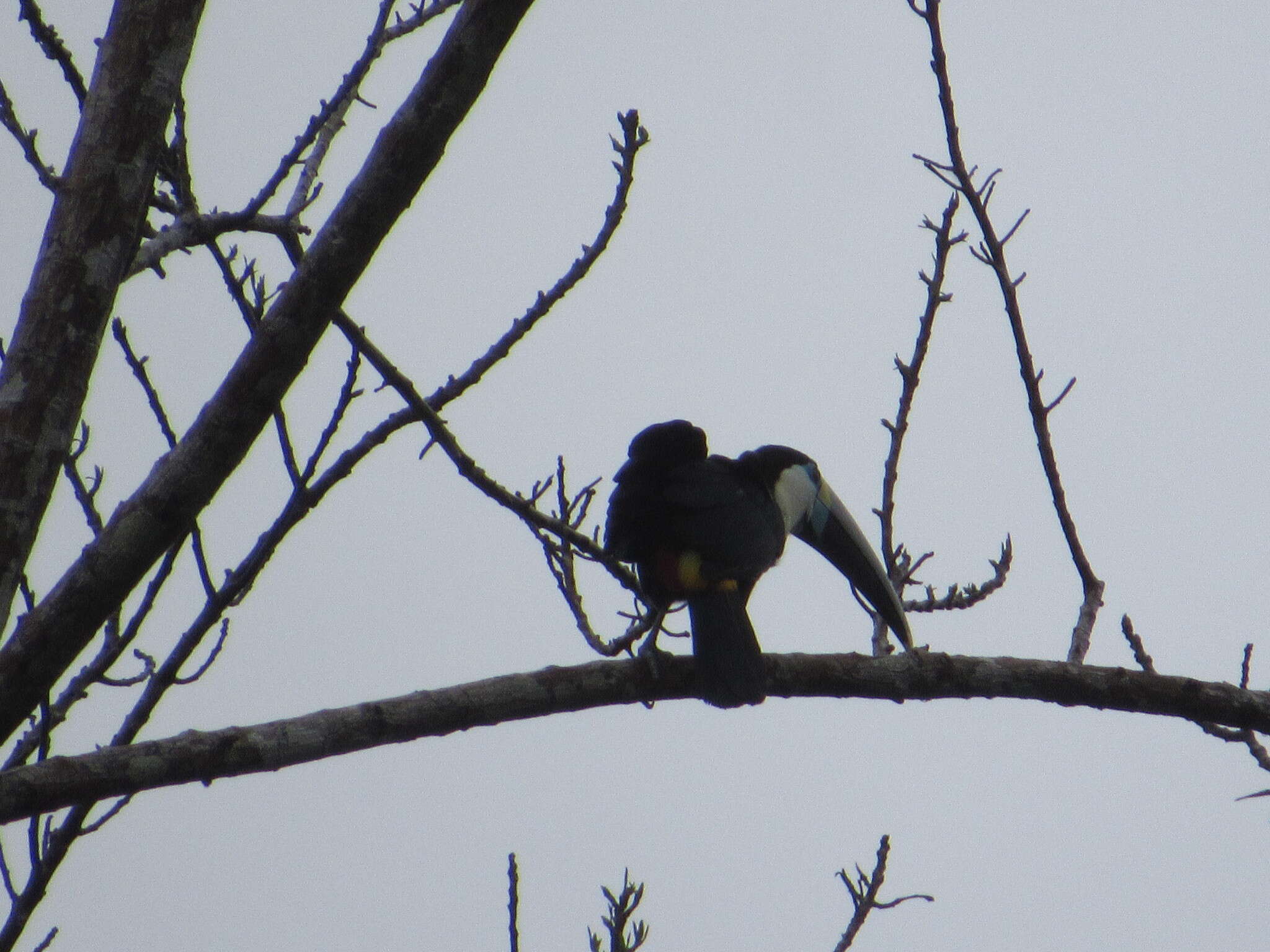 Image of Red-billed Toucan