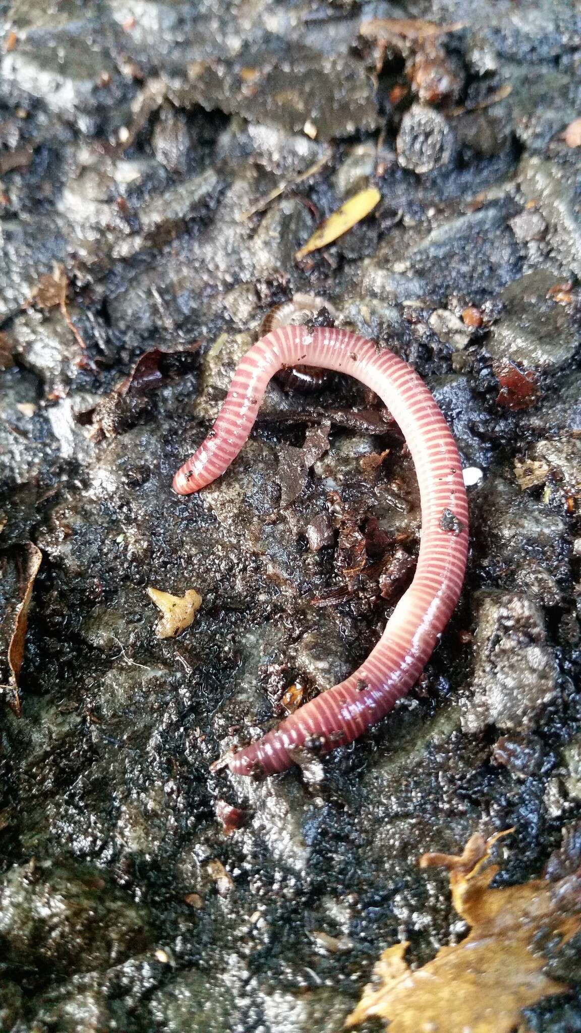 Image of Red wiggler, manure worm, soilution worm, brandling worm, english redworm