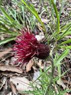 Image of Cirsium pringlei (S. Wats.) Petr.