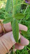 Image of Single-Stem Leather-Root