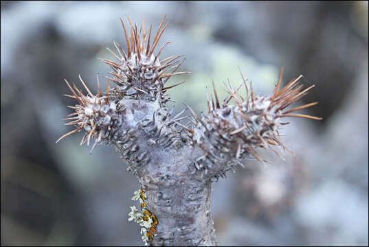 Imagem de Pachypodium gracilius (H. Perrier) S. H. Y. V. Rapanarivo