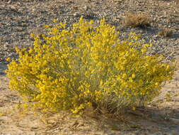 Plancia ëd Gnidia polycephala (C. A. Mey.) Gilg ex Engl.