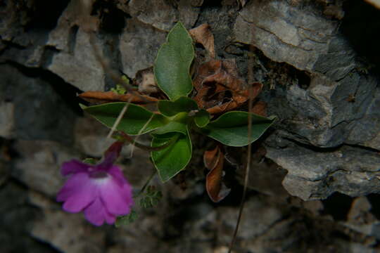 Sivun Primula spectabilis Tratt. kuva