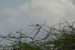 Image of White-headed Barbet