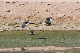 Image of Andean Crested Duck