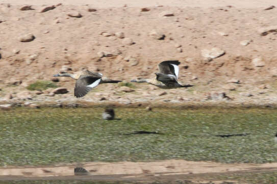 Image of Andean Crested Duck