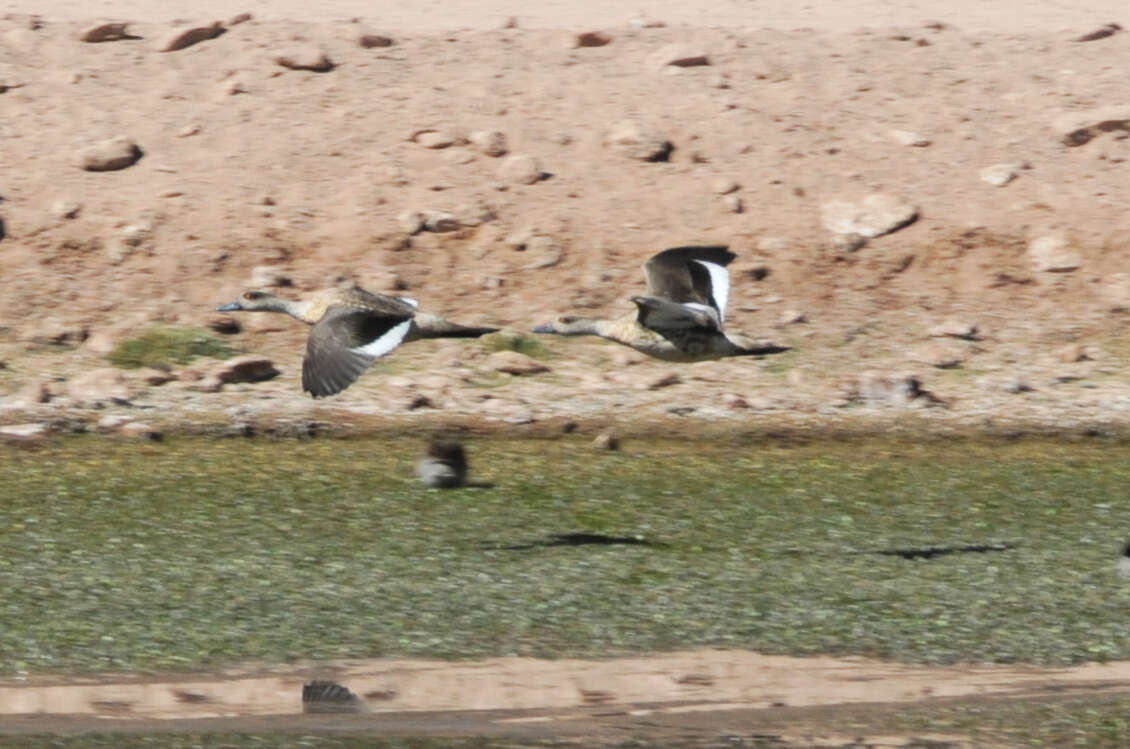 Image of Andean Crested Duck