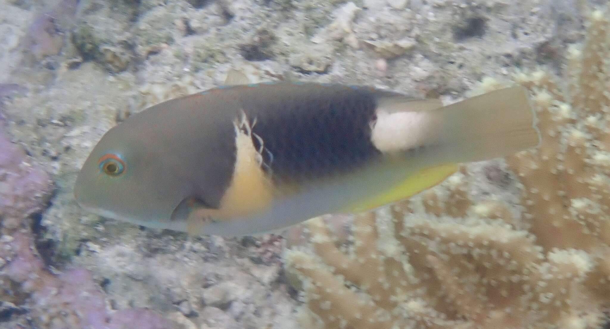 Image of Anchor trunkfish