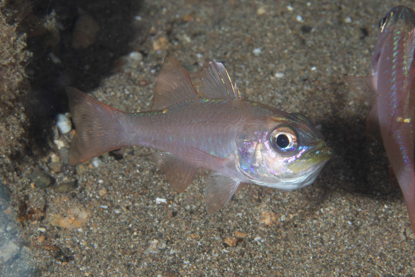 Plancia ëd Ostorhinchus monospilus (Fraser, Randall & Allen 2002)