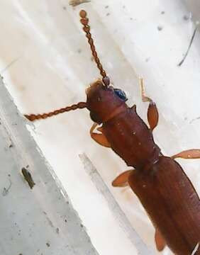 Image of Flat bark beetle