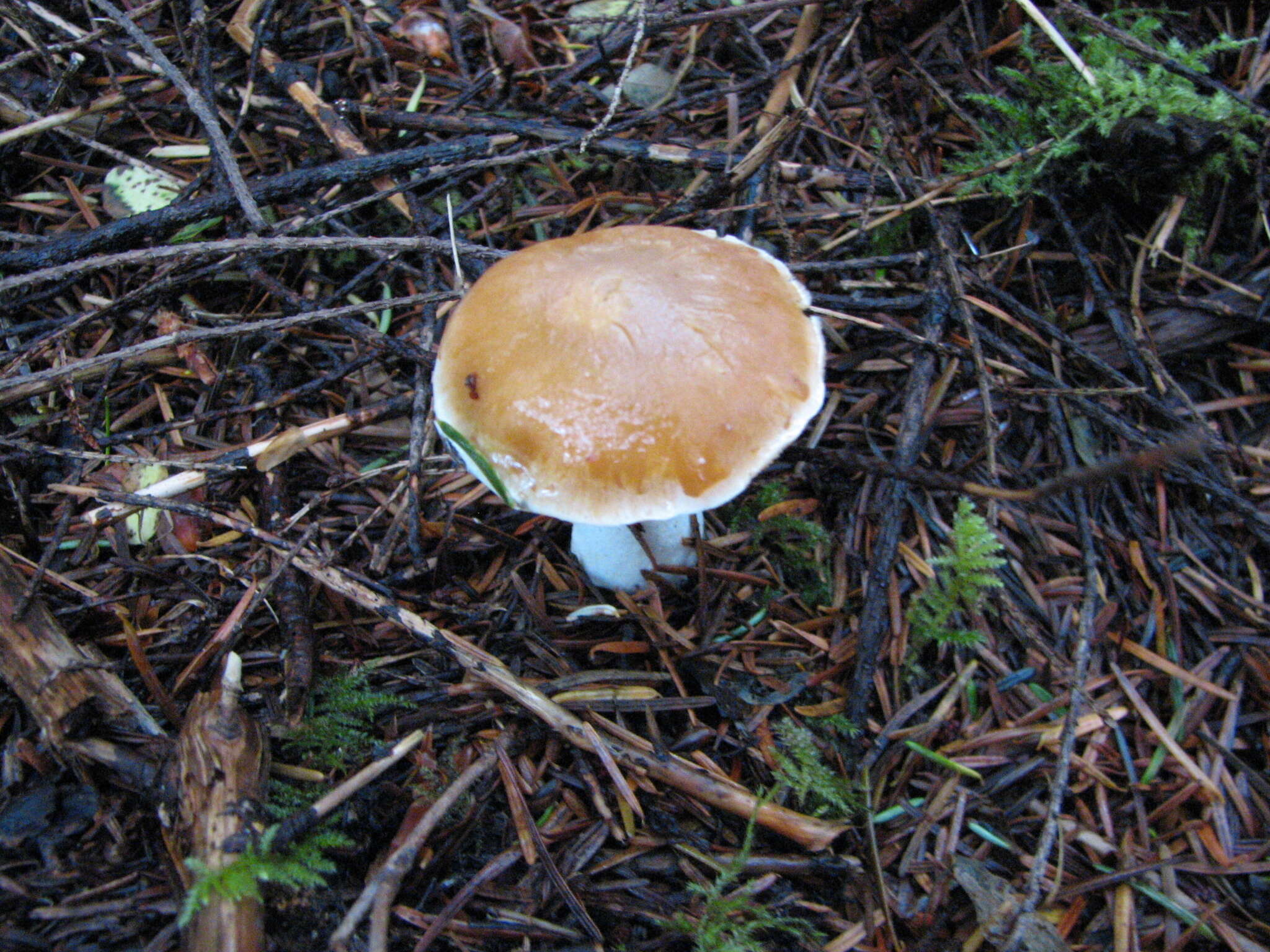 Image de Leucocortinarius