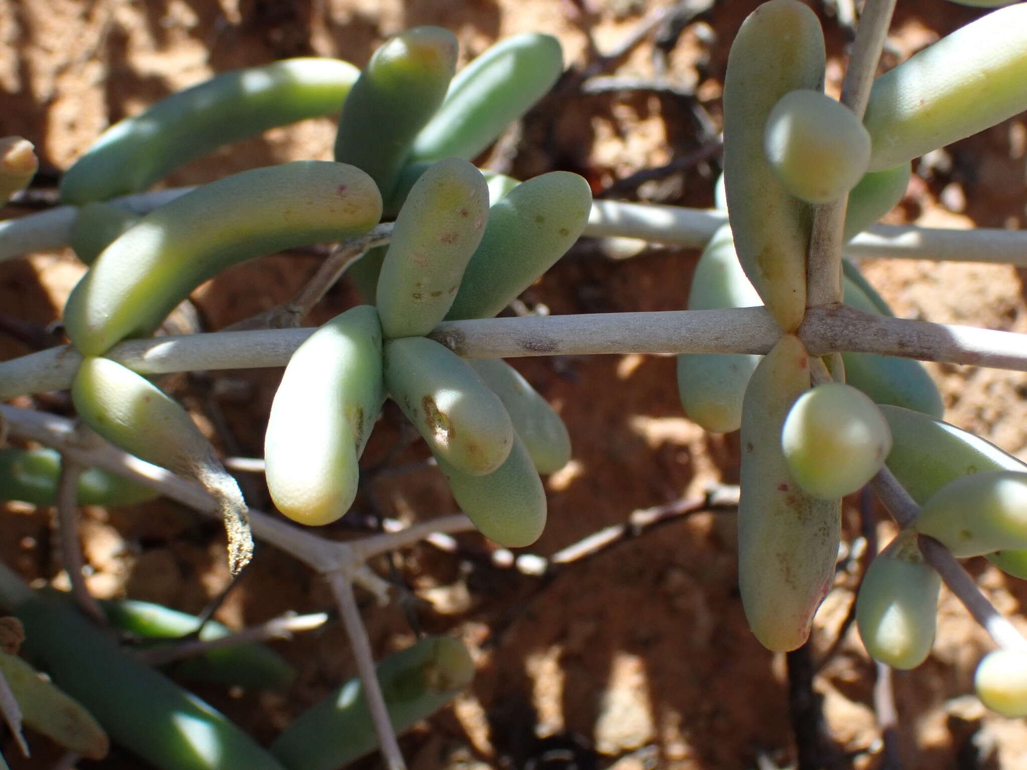 Image of Mesembryanthemum noctiflorum L.