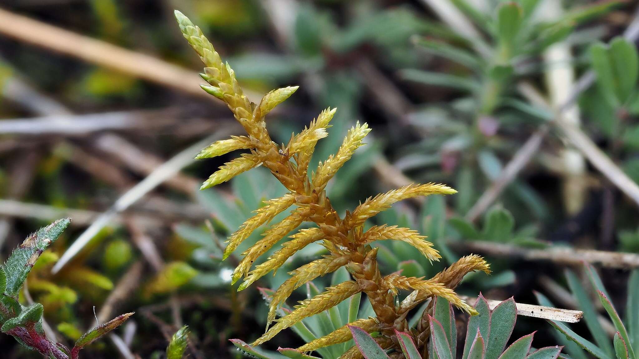 Image of entodon moss