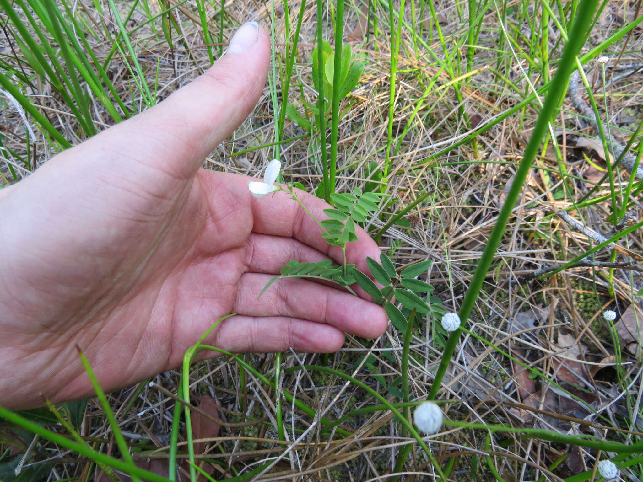 Слика од Tephrosia hispidula (Michx.) Pers.